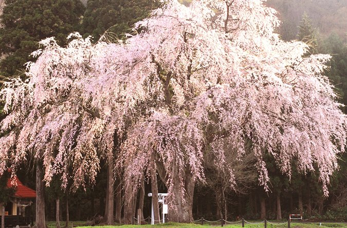 🌸 오시라사마의 수양벚나무(아카쓰카하쿠산진자)
